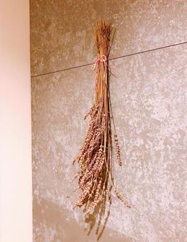 ドライフラワー ドライフラワー,白い壁,ホワイトの写真素材