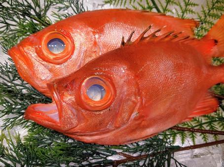 キントキダイ キントキダイ 金時鯛,チカメキントキ,魚の写真素材