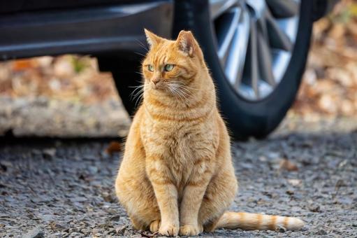 猫(274) 猫,食肉目,ネコ科の写真素材