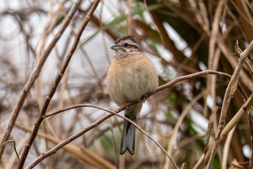 枯れ枝に佇む小鳥 鳥,小鳥,野鳥の写真素材