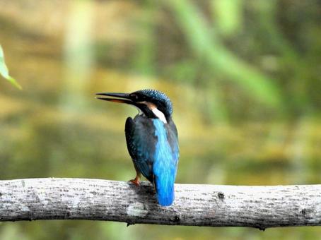 目の前の枝にとまったカワセミ3 目の前の枝にとまったカワセミ3 カワセミ,鳥,鳥類の写真素材