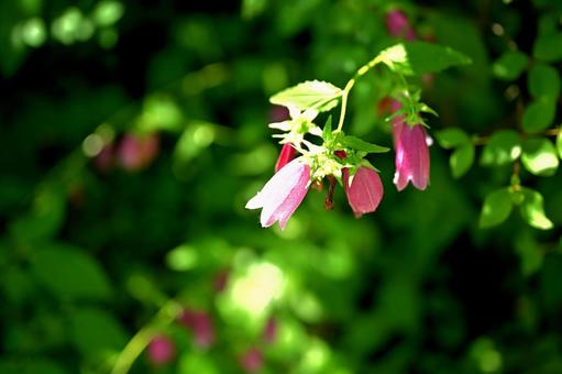 緑の草の中でピンクの花が顔をだすの写真