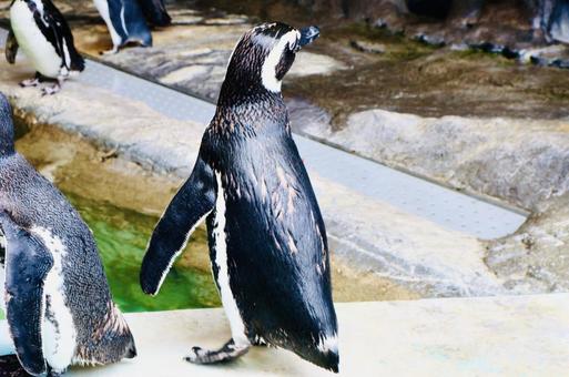 Penguin looking backwards, JPG Penguin looking backwards, JPG