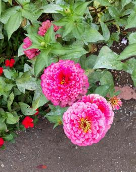 丸みを帯びたかわいいピンクの花 丸みを帯びたかわいいピンクの花の写真