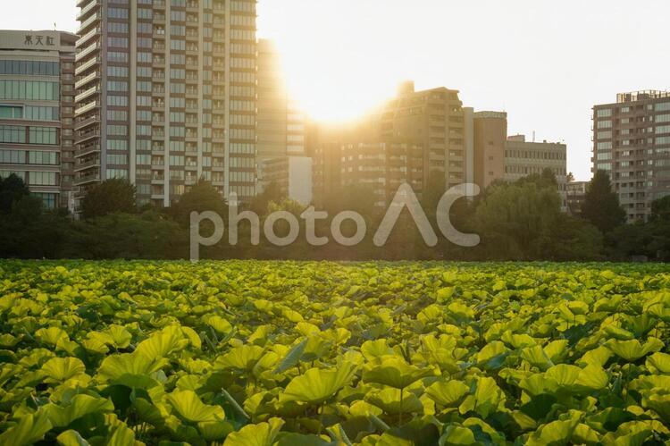 不忍池の蓮（はす）夕暮れ 不忍池,蓮,はすの写真素材