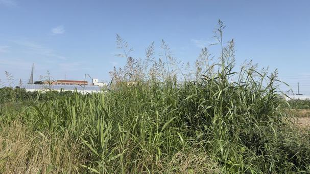 荒れた草だらけの畑の草むらと青空 荒れた草だらけの畑の草むらと青空 畑,荒れた畑,青空の写真素材