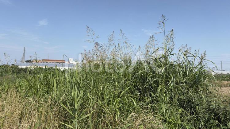 荒れた草だらけの畑の草むらと青空 畑,荒れた畑,青空の写真素材