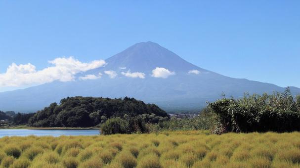 初秋の河口湖畔で色づき始めたコキア 初秋の河口湖畔で色づき始めたコキアの写真