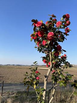 ツバキ３の写真