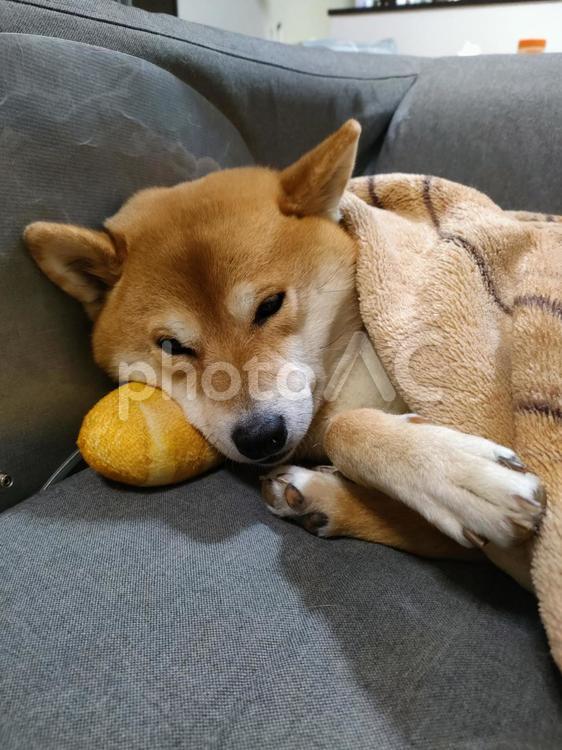 眠すぎる柴犬くるみです！ 犬,柴犬,シバの写真素材