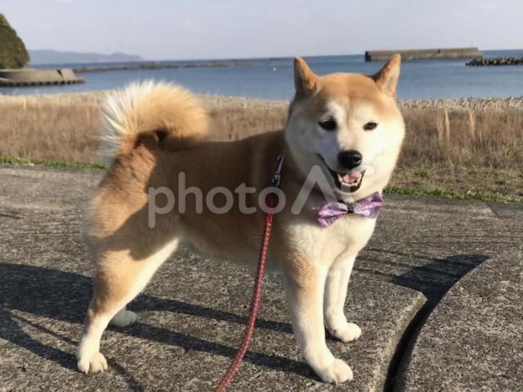 犬１２５ 犬,豆柴,柴犬の写真素材