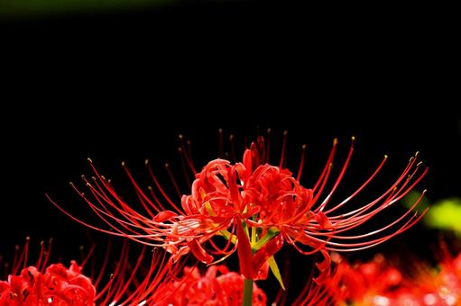 華やかで美しい 赤い彼岸花 華やかで美しい 赤い彼岸花の写真