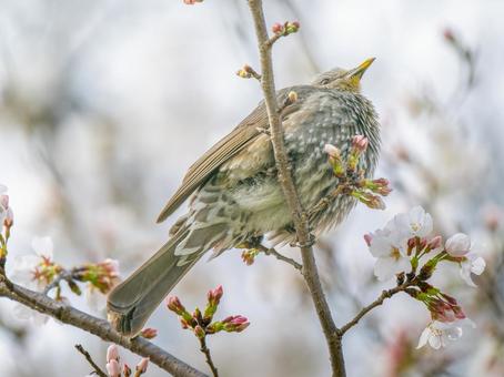 枝にとまるヒヨドリ 枝にとまるヒヨドリ ヒヨドリ,野鳥,鳥の写真素材