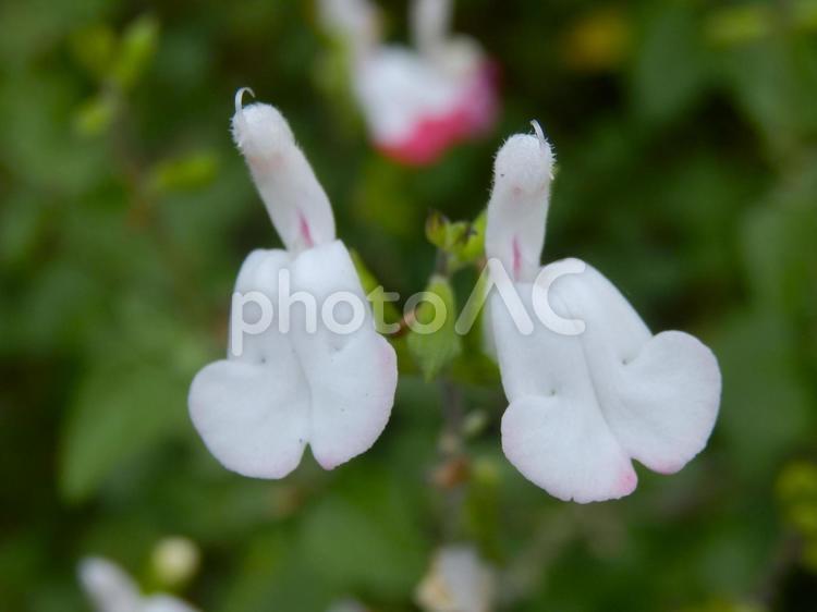 【花の写真】チェリーセージ チェリーセージ,シソ科,花の写真素材