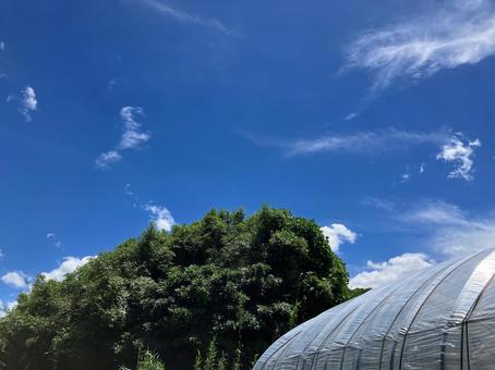 真夏の青空と森林とビニールハウス 真夏の青空と森林とビニールハウスの写真