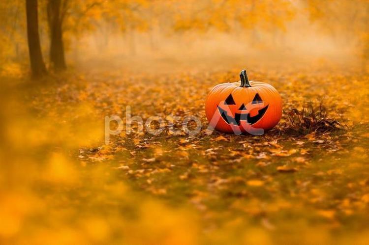 ハロウィンのかぼちゃと紅葉 ハロウィン,かぼちゃ,秋の写真素材