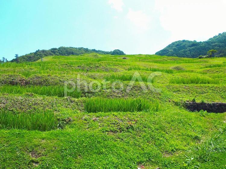 白米千枚田の棚田 棚田,能登半島,地震の写真素材