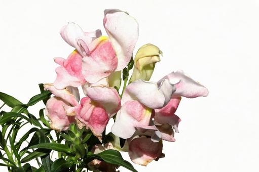 金魚草 植物,草花,花びらの写真素材