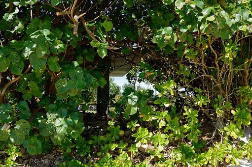 緑の窓 自然,風景,野草の写真素材