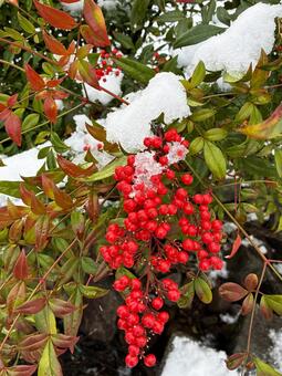 南天と雪 冬,積もる,赤の写真素材
