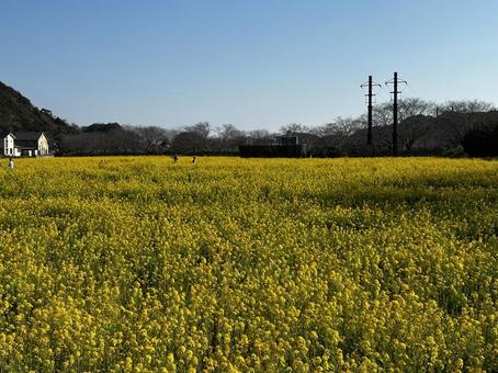 菜の花4 菜の花4の写真