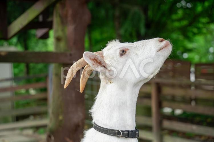 見上げるヤギ ヤギ,動物,自然の写真素材