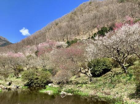 山の梅の写真