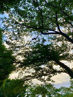 鳥がいる木の写真