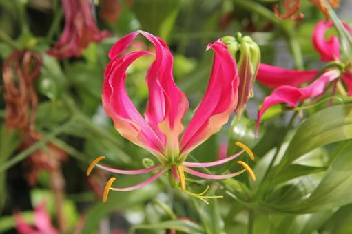 Gloriosa, JPG