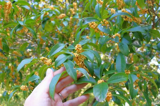 キンモクセイ　蕾　手 キンモクセイ,金木犀,蕾の写真素材