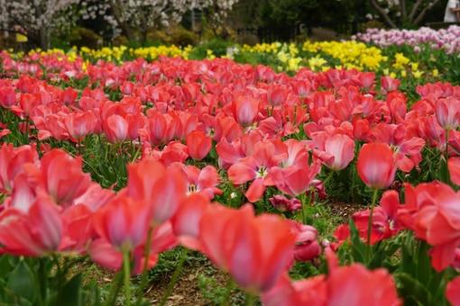 Tulip fields in spring, JPG