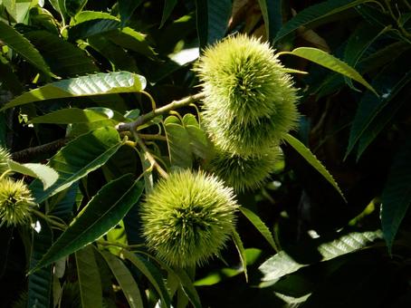 【植物写真】イガグリ(毬栗) 【植物写真】イガグリ(毬栗)の写真