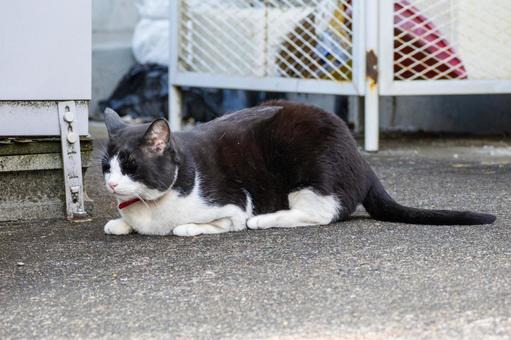 猫(266) 猫(266)の写真