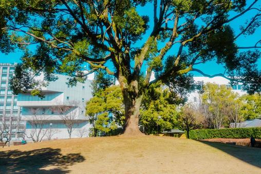 【熊本】白川公園 【熊本】白川公園の写真