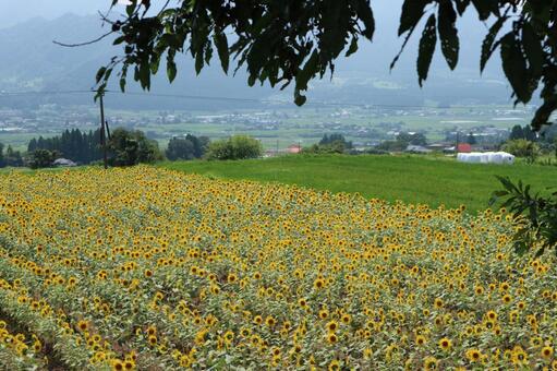 Sunflower field, flower, sunflower field, landscape, JPG