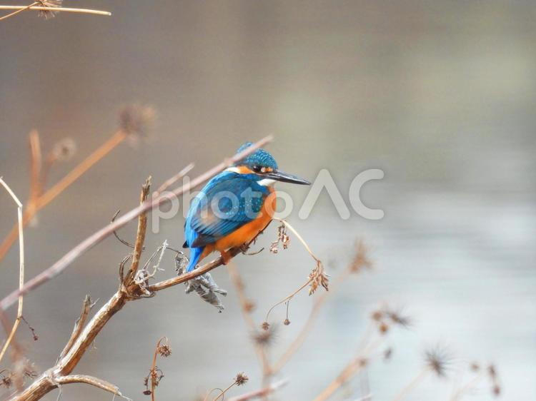 冬のカワセミ（翡翠） カワセミ,野鳥,鳥の写真素材
