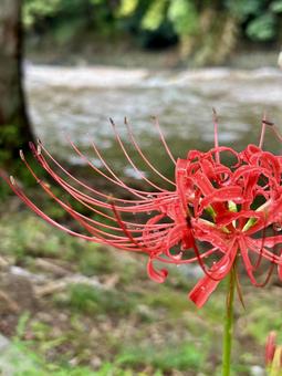 Red Spider Lily, JPG