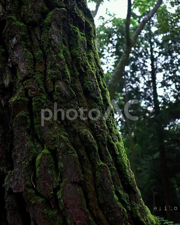 木と苔 苔,木,緑の写真素材