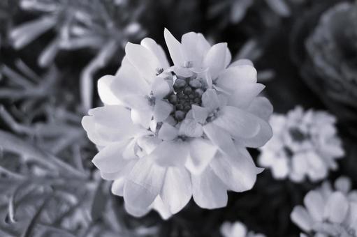 イベリス (トキワナズナ、マガリバナ) 花,春,イベリスの写真素材