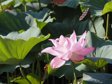 蓮の花 蓮の花の写真