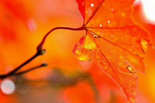 紅葉したイロハモミジの葉の写真