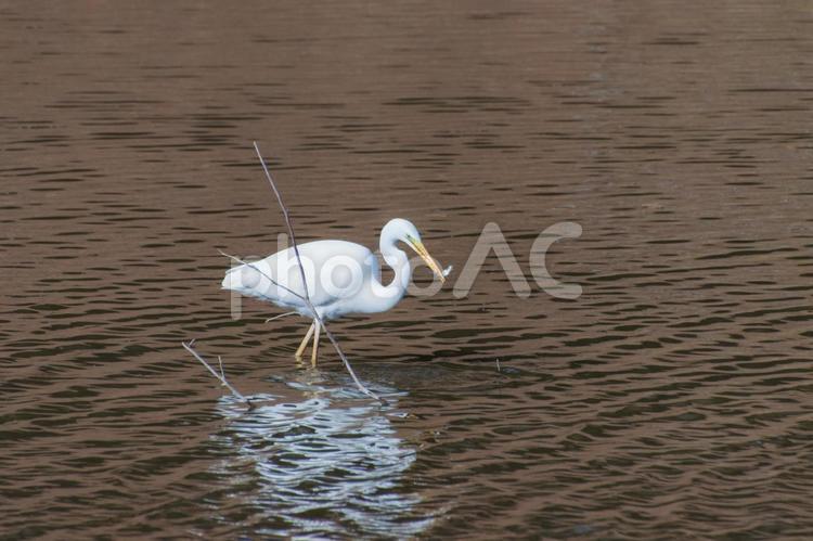 エサを獲るシラサギ シラサギ,鳥,バードの写真素材