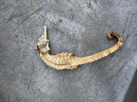 タツノオトシゴ タツノオトシゴ,海産物,生物の写真素材