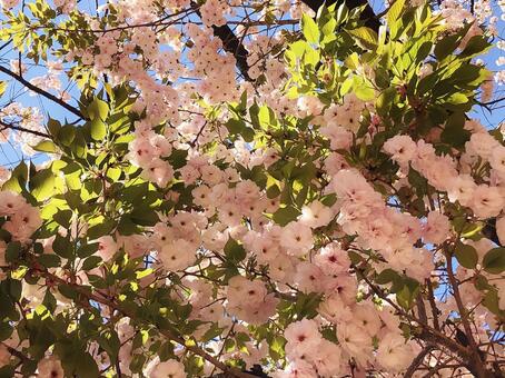 八重桜 八重桜の写真