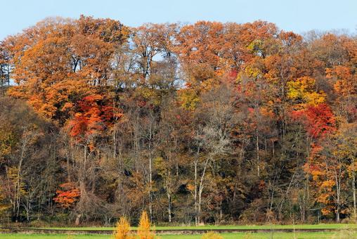 北海道の紅葉 紅葉,枯れ木,秋の写真素材