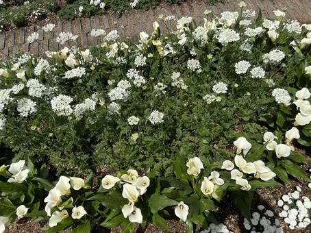 足利フラワーパーク あしかがフラワーパーク,オランダカイウ,オルラヤの写真素材