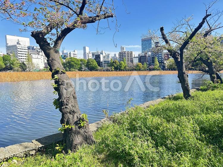不忍池　上野公園　池　東京都台東区 不忍池,上野恩賜公園,弁天島の写真素材