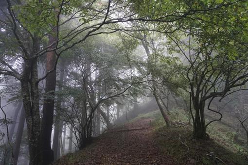霧深い山道 霧深い山道 山,登山,登山道の写真素材