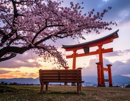 桜と鳥居 桜と鳥居の写真