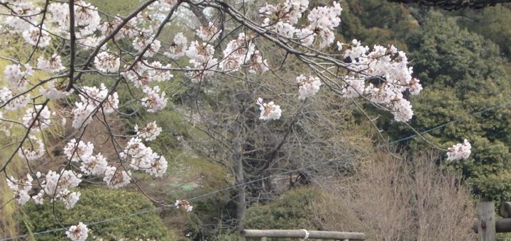 桜ボケ背景-20 桜ボケ背景-20の写真